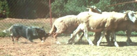 herding