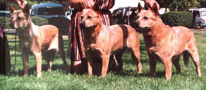 Strawberry, Mom Tucker, Grandmom Gromit